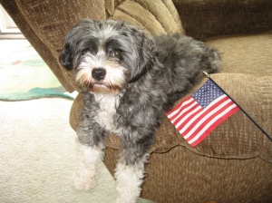 Charlie Bear with American Flag 001